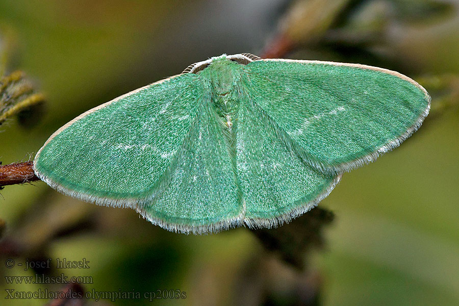 Xenochlorodes olympiaria