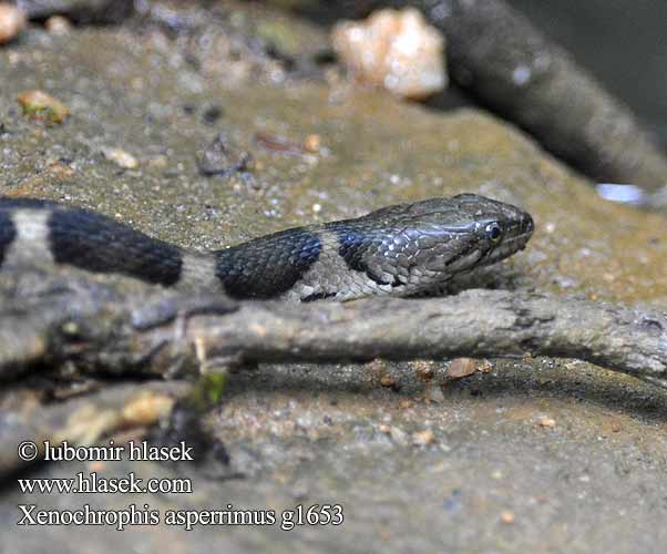 Xenochrophis asperrimus Sri Lanka Keelbacked Water Snake Sri Lanka Kielrücken Wasserschlange