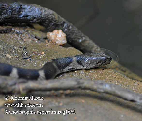 Sri Lanka Kielrücken Wasserschlange Xenochrophis asperrimus Sri Lanka Keelbacked Water Snake