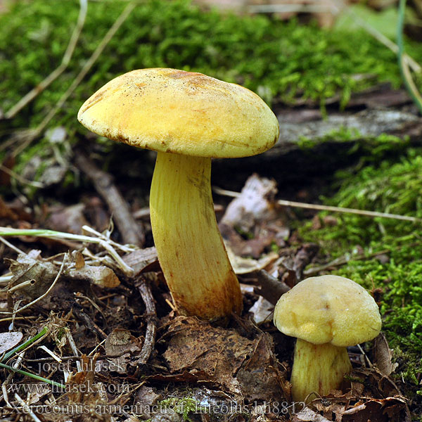 Xerocomus armeniacus Boletus versicolor Suchohríb marhuľovožltý