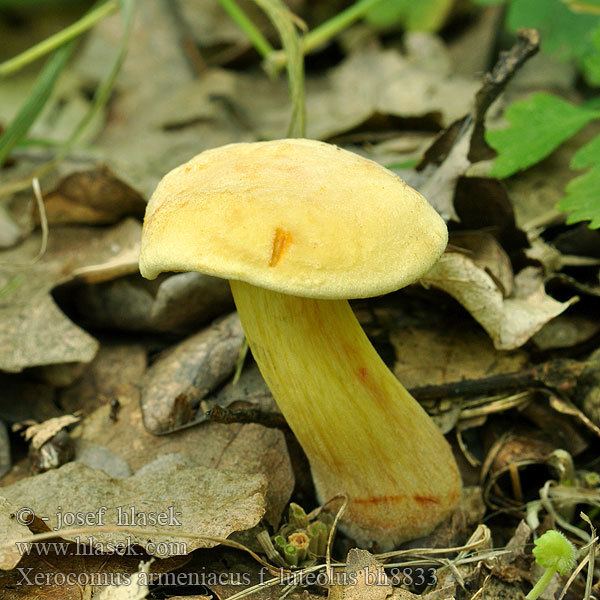 Ксерокомус разноцветный Boletus armeniacus