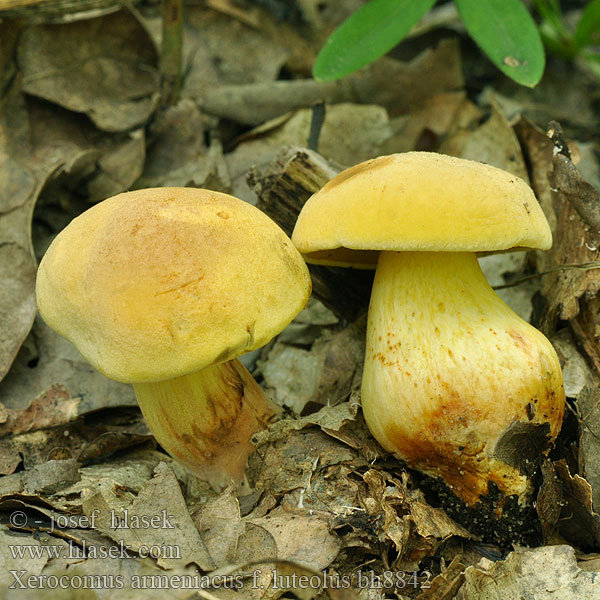 Xerocomus armeniacus bh8842