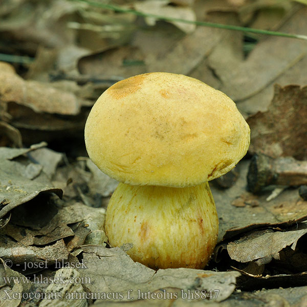 Baracksárga nemezestinóru tinóru Boletus armeniacus