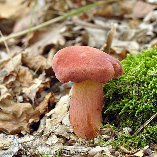 Boletus versicolor armeniacus Xerocomus Suchohríb marhuľovožltý