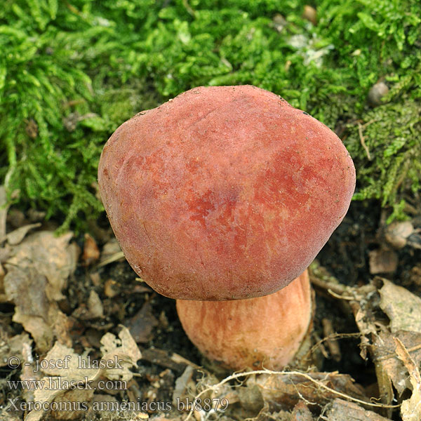 Xerocomus armeniacus bh8879