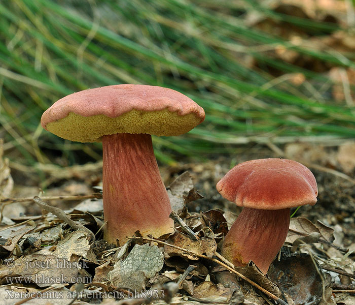 Xerocomus armeniacus bh8933