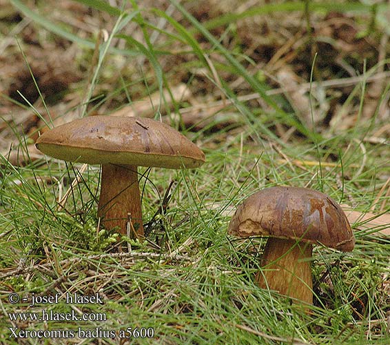 Xerocomus badius Boletus badiorufus Ixocomus Bay Bolete Brunstokket rørhat Svartbrun rørsopp Ruskotatti Bolet bai Kastanjeboleet Barna tinorú Maronenröhrling Podgrzybek brunatny Suchohríb hnedý Suchohřib hnědý modrák Boleto bayo Brunsopp Kанеленокафява манатарка 褐绒盖牛肝菌 Porcino bosco キッコウアワタケ）、 Польский гриб коричневый панский каштановый моховик Kostanjasta polstenka Польський гриб