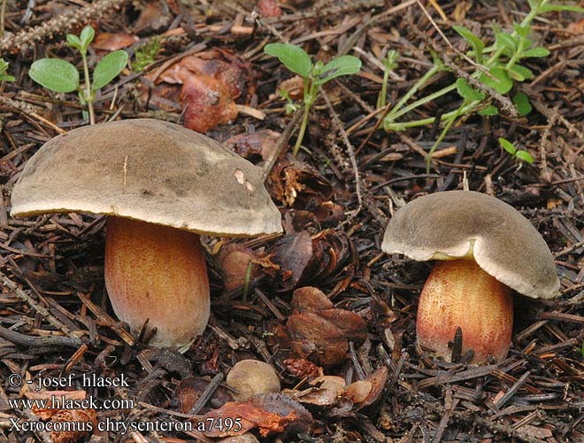 Xerocomus chrysenteron Red Cracking Bolete Rodsprukken rorhat