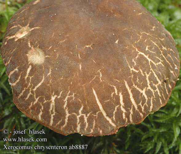 Xerocomus chrysenteron Suchohřib žlutomasý Rutsopp Boletus