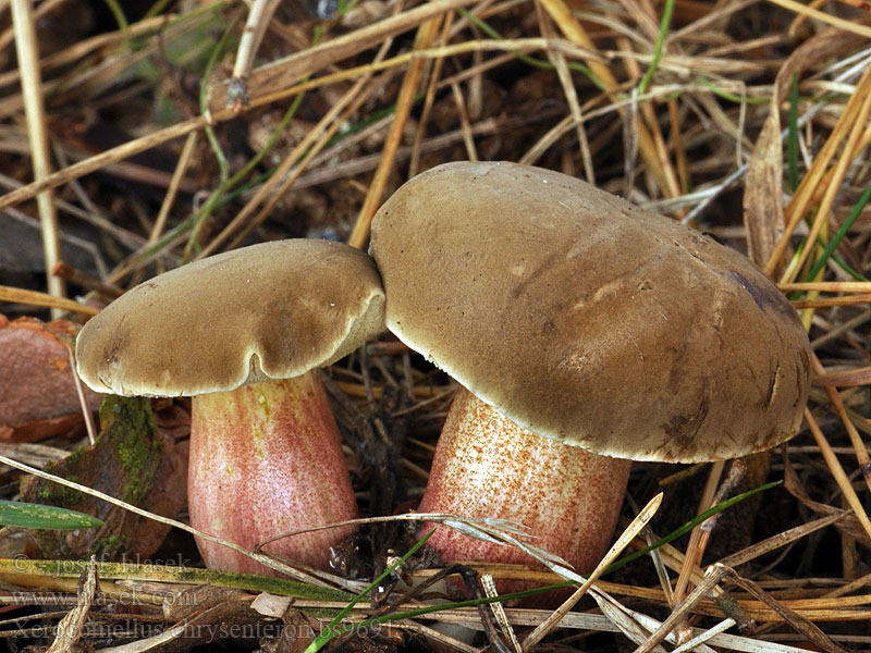 Red Cracking Boletus Xerocomus chrysenteron