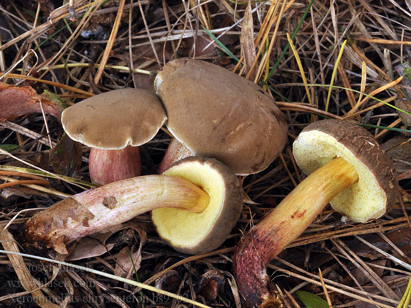 Ruututatti Xerocomus chrysenteron