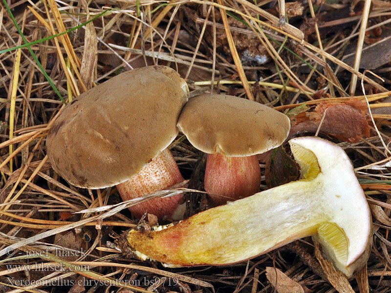 Rotfuß-Röhrling Xerocomus chrysenteron