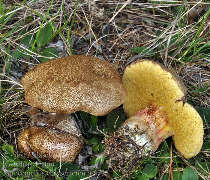 Suchohríb žltomäsový Xerocomus chrysenteron