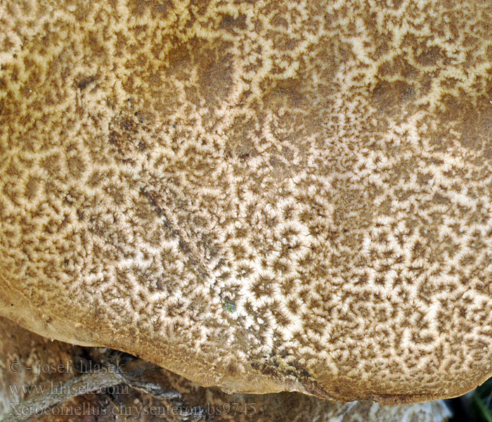 Red Cracking Bolete Rødsprukken rørhat Xerocomus chrysenteron