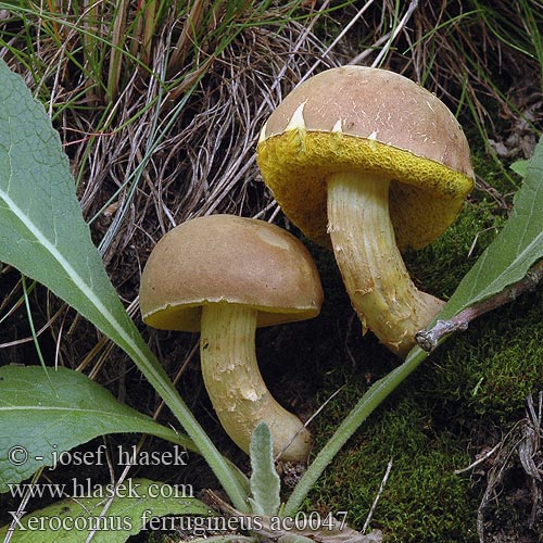 Xerocomus ferrugineus Boletus subtomentosus spadiceus