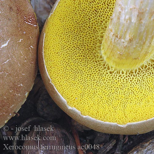 Xerocomus ferrugineus ac0048