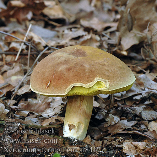 Xerocomus ferrugineus Boletus Datljeva polstenka