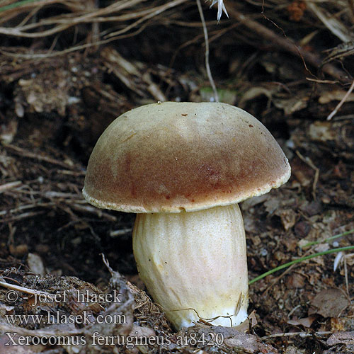 Xerocomus ferrugineus Rozsdabarna nemezestinóru