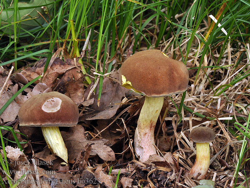 Xerocomus ferrugineus Suchohríb červenohnedý