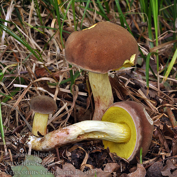 Xerocomus ferrugineus Bolet ferrugineux brun datte