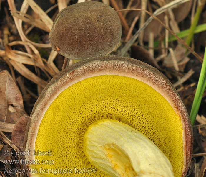 Xerocomus ferrugineus Datljeva polstenka Bruine fluweelboleet