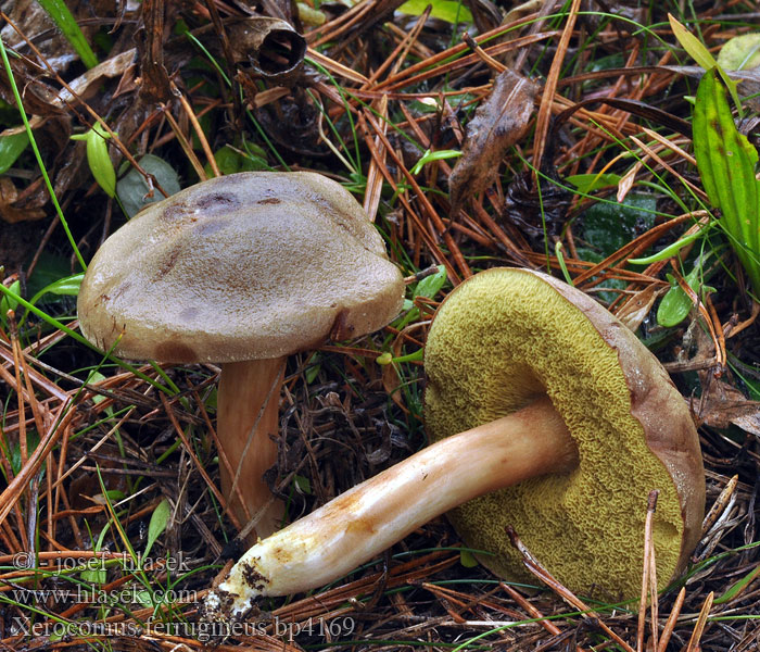 Xerocomus ferrugineus Braunen Filzröhrling