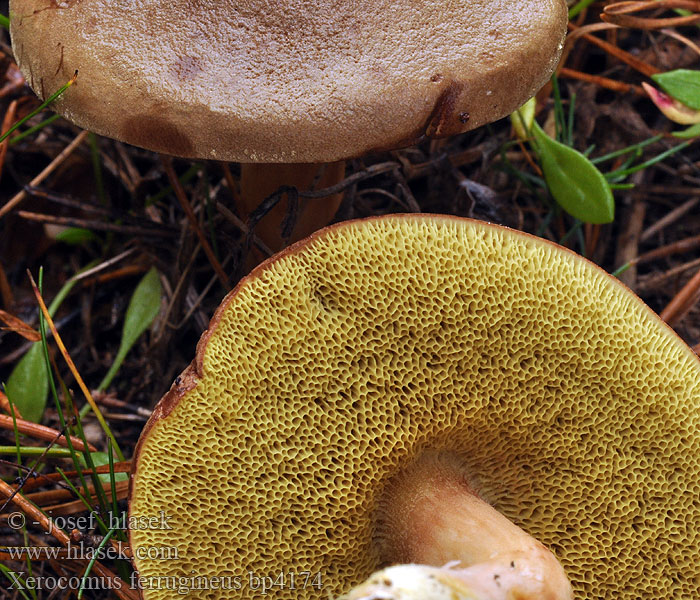 Xerocomus ferrugineus Hřib osmahlý červenohnědý