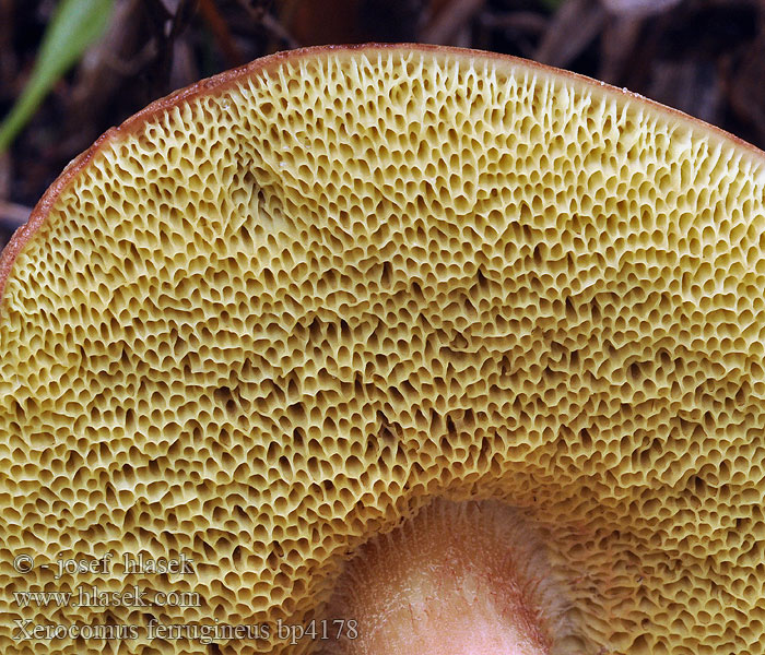 Boletus subtomentosus spadiceus Hřib osmahlý červenohnědý