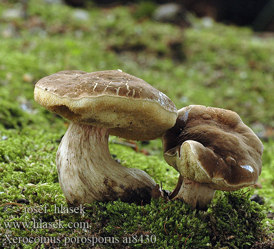 Xerocomus Boletus porosporus Suchohřib uťatovýtrusý Suchohríb uťatovýtrusný Falscher Rotfuß-Röhrling Düsterer Rotfußröhrling Podgrzybek obciętozarodnikowy Bolet fissuré Topotrosna polstenka Sombere fluweelboleet Csapottspórás tinóru Sepia Bolete Red-cracking Bolete Hvidsprukken rørhat Blek ruterørsopp Falsk rutsopp