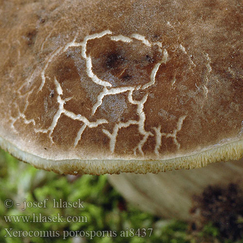 Podgrzybek obciętozarodnikowy Bolet fissuré Topotrosna polstenka Sombere fluweelboleet Csapottspórás tinóru Sepia Bolete Red-cracking Bolete Hvidsprukken rørhat Blek ruterørsopp Falsk rutsopp Xerocomus Boletus porosporus Suchohřib uťatovýtrusý Suchohríb uťatovýtrusný Falscher Rotfuß-Röhrling Düsterer Rotfußröhrling