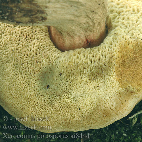 Sombere fluweelboleet Csapottspórás tinóru Sepia Bolete Red-cracking Bolete Hvidsprukken rørhat Blek ruterørsopp Falsk rutsopp Xerocomus Boletus porosporus Suchohřib uťatovýtrusý Suchohríb uťatovýtrusný Falscher Rotfuß-Röhrling Düsterer Rotfußröhrling Podgrzybek obciętozarodnikowy Bolet fissuré Topotrosna polstenka