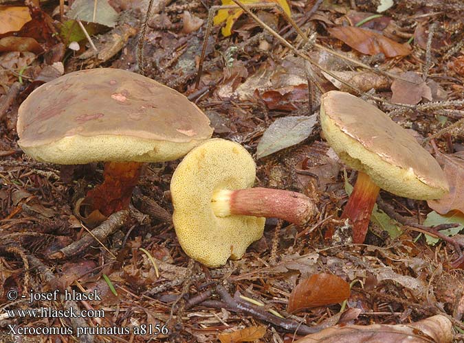 Xerocomus pruinatus UK: Matt Bolete DK: Matt Bolete Dugget Rorhat FR: Bolet pruineux NL: Purperbruine fluweelboleet HU: Hamvas tinorú DE: Dunkler Rotfuß-Röhrling PL: podgrzybek aksamitny SK: Suchohríb zamatový CZ: hřib sametový SE: Boksopp SYN: Boletus Boletellus fragilipes