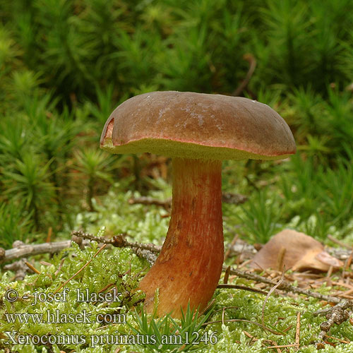 Xerocomus pruinatus Boletus Boletellus fragilipes Matt Bolete Matt Bolete Dugget Rørhat Bolet pruineux Purperbruine fluweelboleet Hamvas tinorú Dunkler Rotfuß-Röhrling Podgrzybek aksamitny Suchohríb zamatový Hřib sametový Boksopp Моховик бархатный