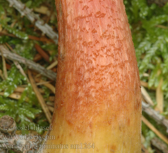 Suchohríb zamatový Hřib sametový Boksopp Моховик бархатный Xerocomus pruinatus Boletus Boletellus fragilipes Matt Bolete Dugget Rørhat Bolet pruineux Purperbruine fluweelboleet Hamvas tinorú Dunkler Rotfuß-Röhrling Podgrzybek aksamitny