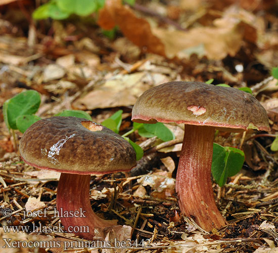 Моховик бархатный Xerocomus pruinatus Boletus Boletellus fragilipes Matt Bolete Dugget Rørhat Bolet pruineux Purperbruine fluweelboleet Hamvas tinorú Dunkler Rotfuß-Röhrling Podgrzybek aksamitny Suchohríb zamatový Hřib sametový Boksopp