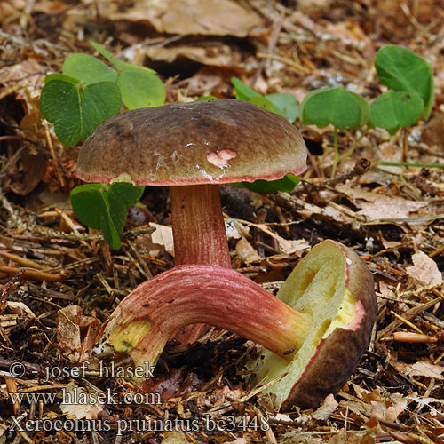 Xerocomus pruinatus be3448