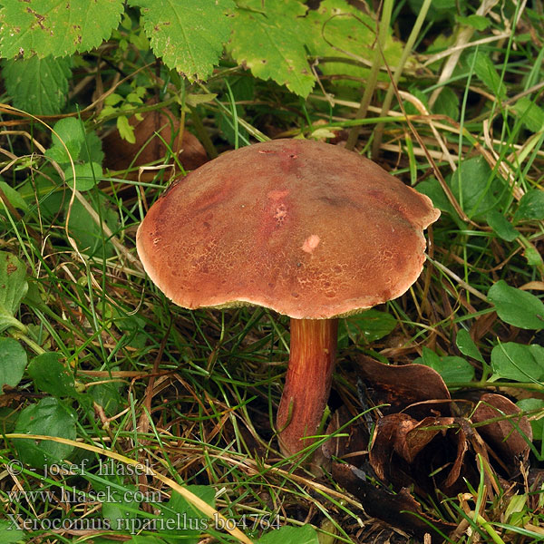 Xerocomus_ripariellus_bo4764