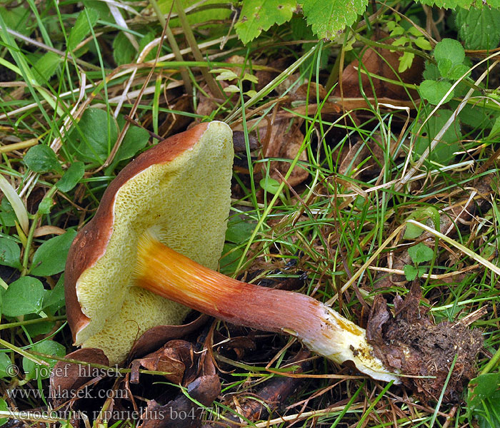 Xerocomus ripariellus Ufern-Filzröhrling Wijnrode boleet