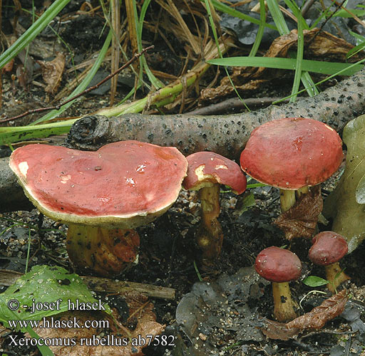 Xerocomus rubellus ab7582