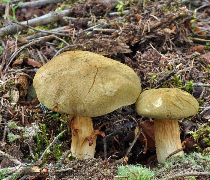 Xerocomus subtomentosus Hřib plstnatý Ziegenlippe Fluweelboleet