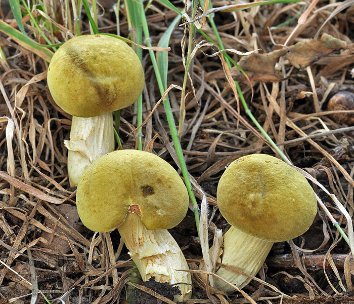 Suede bolete Molyhos tinóru アワタケ Xerocomus subtomentosus