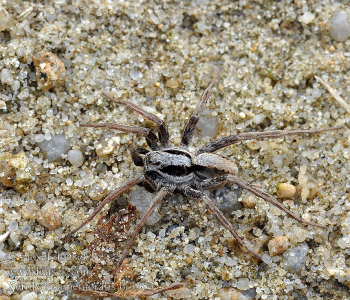 Xerolycosa nemoralis Slíďák světlinový Waldwolfspinne