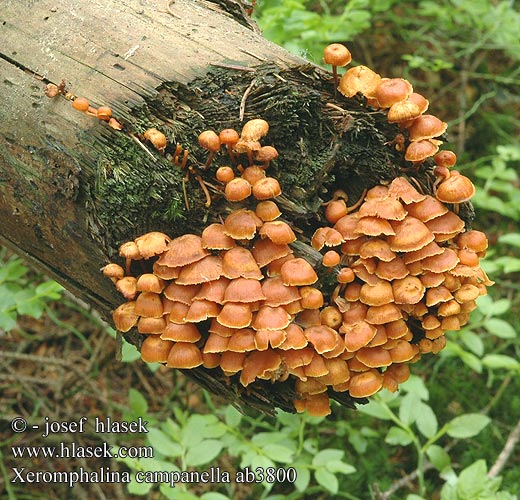 Xeromphalina campanella ab3800