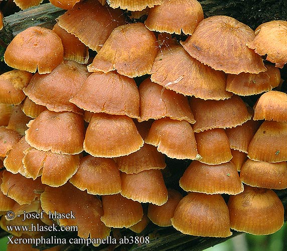 Xeromphalina campanella ab3808 DK: Klokke-tørhat Klokketørhat FI: Kantonapanahikas FR: Omphale clochette HU: Sárga szegfűgomba DE: Geselliger Glöckchennabeling PL: Pniakówka dzwonkowata SK: Tanečnička zvončekovita CZ: Kalichovka zvonečková SE: Rostnavlingen RU: Ксеромфалина колокольчатая