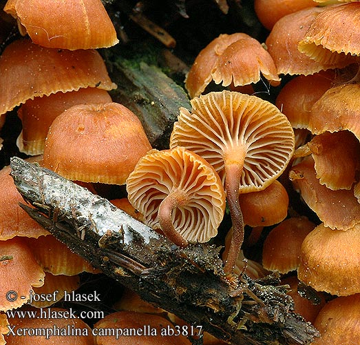 Xeromphalina campanella ab3817