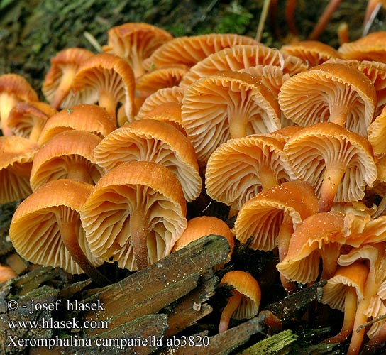 Xeromphalina campanella ab3820 DK: Klokke-tørhat Klokketørhat FI: Kantonapanahikas FR: Omphale clochette HU: Sárga szegfűgomba DE: Geselliger Glöckchennabeling PL: Pniakówka dzwonkowata SK: Tanečnička zvončekovita CZ: Kalichovka zvonečková SE: Rostnavlingen RU: Ксеромфалина колокольчатая