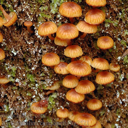 Xeromphalina campanella ag9521 DK: Klokke-tørhat Klokketørhat FI: Kantonapanahikas FR: Omphale clochette HU: Sárga szegfűgomba DE: Geselliger Glöckchennabeling PL: Pniakówka dzwonkowata SK: Tanečnička zvončekovita CZ: Kalichovka zvonečková SE: Rostnavlingen RU: Ксеромфалина колокольчатая