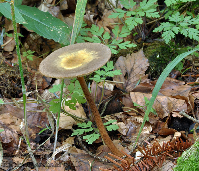 Xerula melanotricha Slizečka chlupatá Schwarzhaariger Wurzelrübling