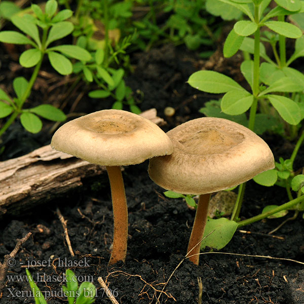 Xerula pudens Oudemansiella Collybia Agaricus longipes