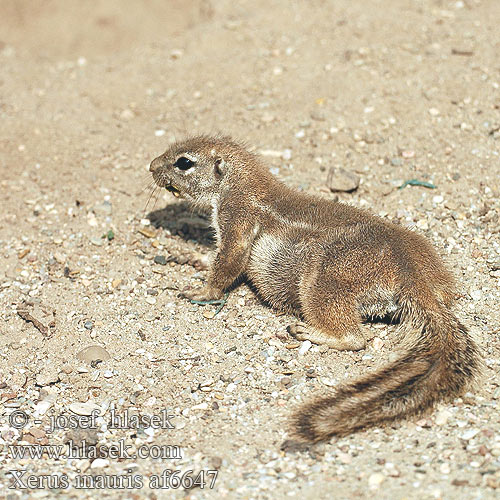 Xerus inauris af6647